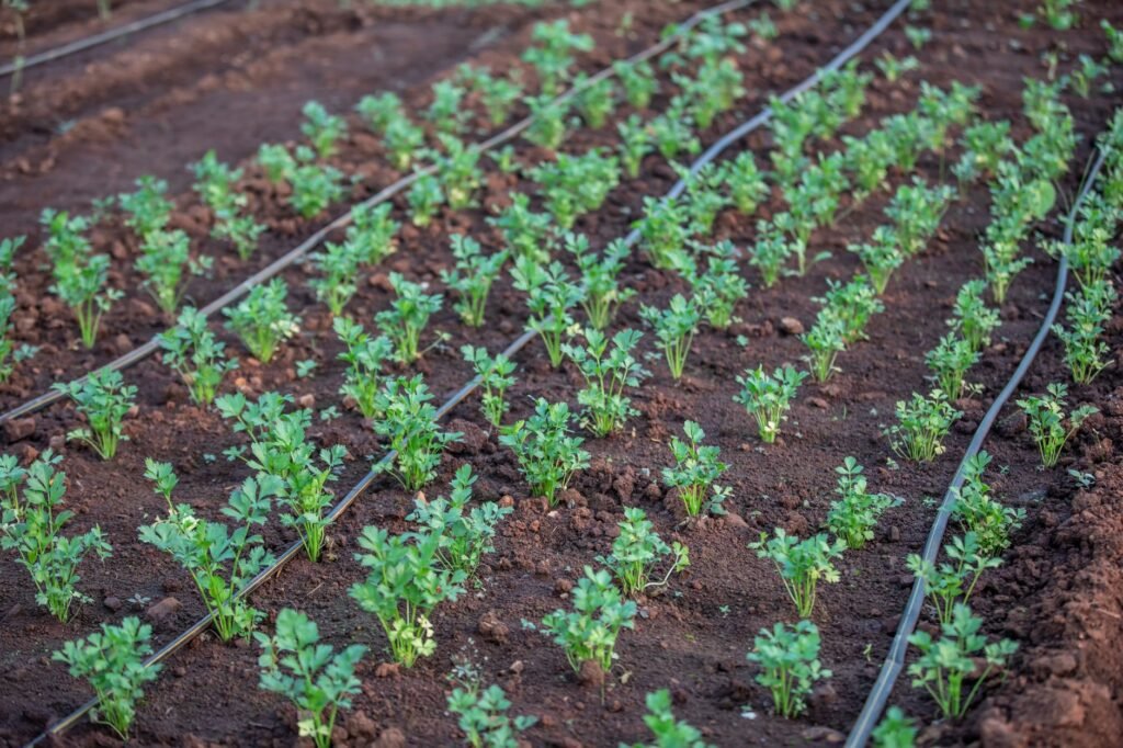 Portaria de zoneamento climático impulsiona irrigação no tomate industrial