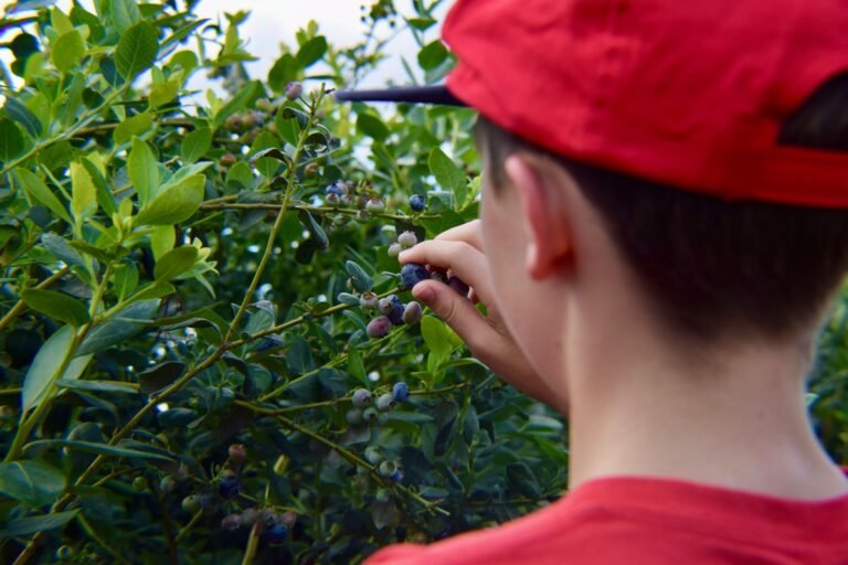 Reservoir Farms abre unidade no Pacífico Noroeste para IA física em frutas